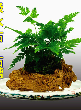 上水石原石假山盆景石槽 菖蒲附石 石头花盆 吸水石花盆 石斛花盆