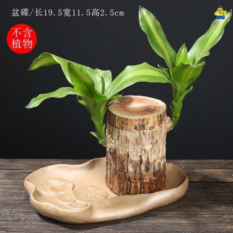 巴西木盆器幸运木花盆水培专用托盘器底盘植物创意陶瓷粗陶小盆景