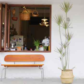 千年木日系室内大盆栽客厅办公室酒店餐厅大型植物橱窗三色龙血树