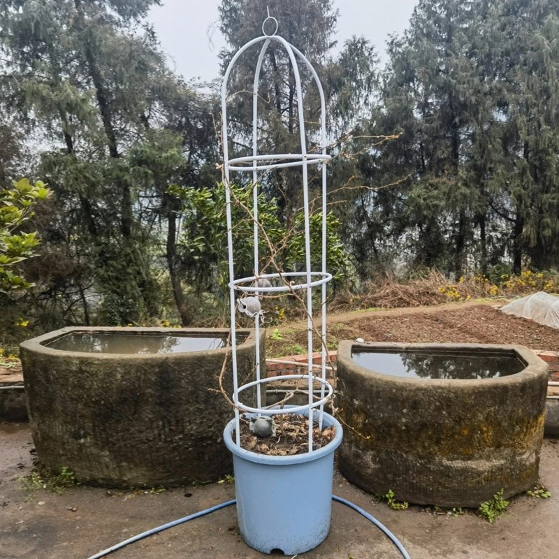 园艺植物黄瓜番茄葡萄月季花架铁线莲爬藤架子花卉支架圆柱支撑杆