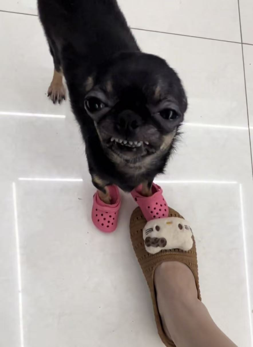 宠物鞋子狗狗鞋子防滑耐磨泰迪比熊博美小型犬幼犬鞋子
