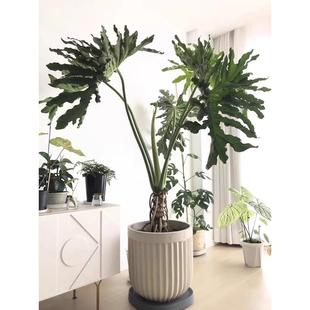 龙鳞春羽老桩盆栽 春雨柱喜林芋大型室内客厅植物 上海送货上门
