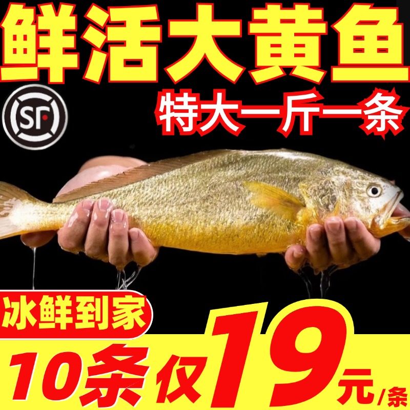 黄花鱼鲜活冷冻新鲜黄鱼黄鱼鲞深海小黄花鱼海鱼商用整箱海鲜水产
