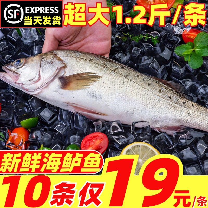 海鲈鱼新鲜深海鱼超大鲜活速冻海捕卢鱼七星鱼花鲈鱼海鲜水产顺丰