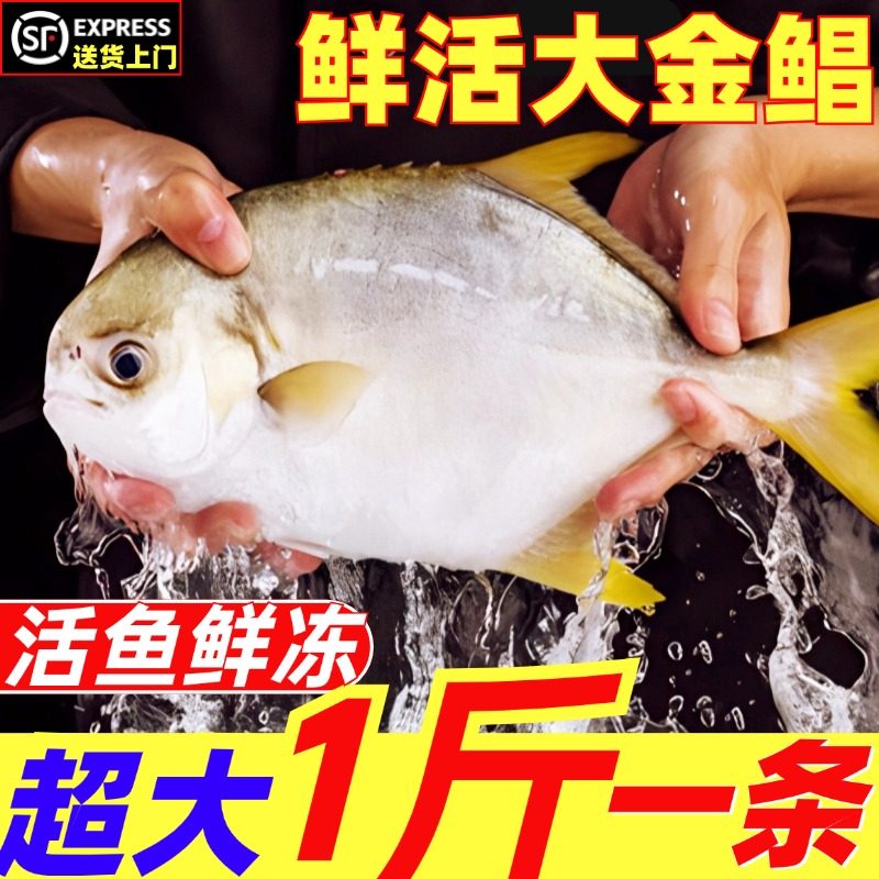 金鲳鱼特大鲜活冷冻鲳鱼金昌鱼平鱼新鲜海鱼银鱼冰鲜鳊鱼白鲳顺丰