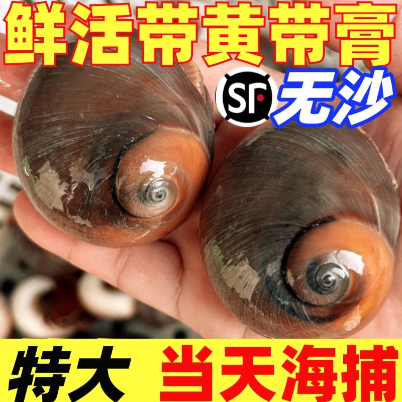 鲜活超大猫眼螺冷冻香螺特大沙螺海鲜水产扁玉螺肚脐螺贝类小海螺