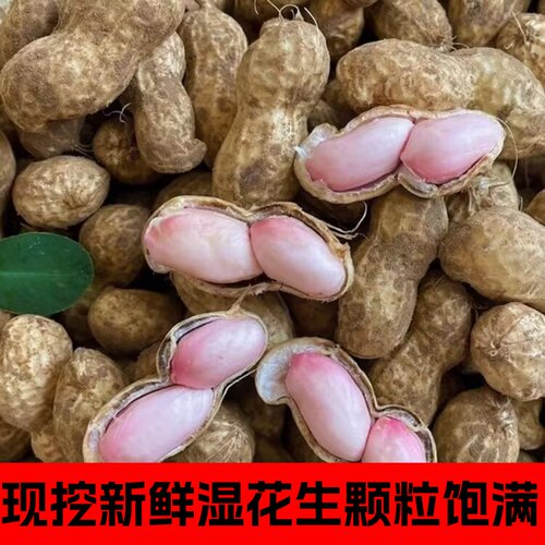 2026年农家新鲜花生带壳湿花生鲜花生自种现挖现发新鲜花生可生煮