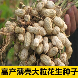 山东高产花生种子花育25大粒薄皮原种籽优质带壳干花生手剥花生米
