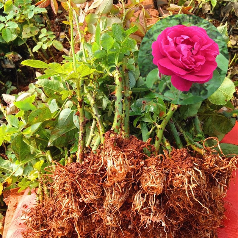 云南浓香花茶四季开花不断墨红滇红金边紫枝食用玫瑰花苗