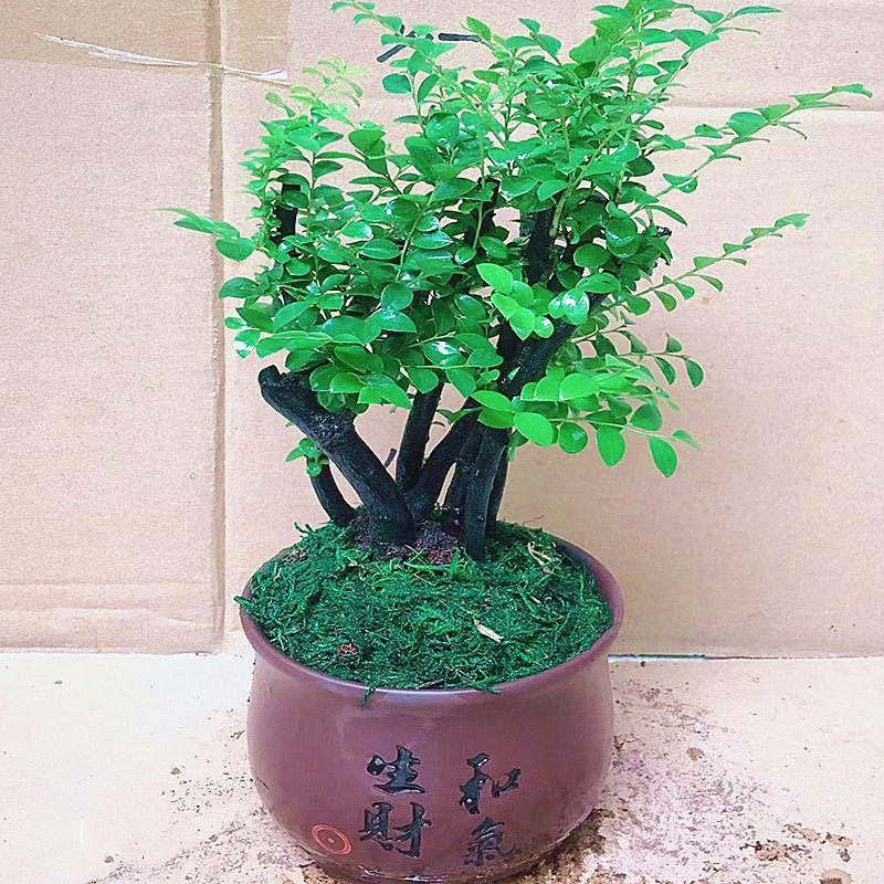 室内名贵小叶紫檀盆景树桩四季常青办公桌面绿植黑骨茶黑檀木盆栽