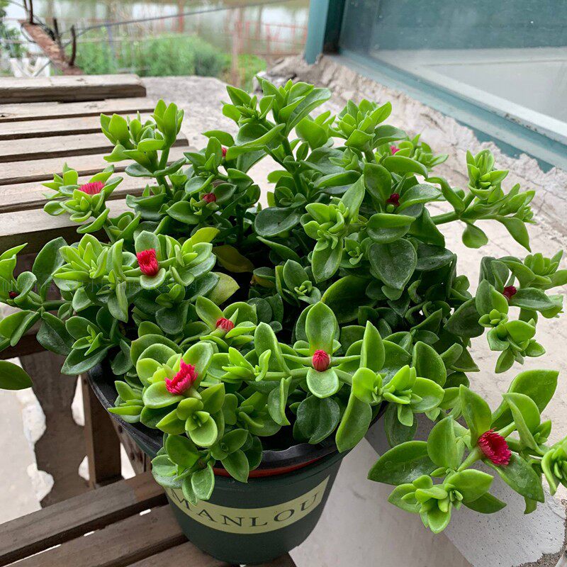 牡丹吊兰花苗带花阳台垂吊植物四季吊兰盆栽开花植物多年生好养