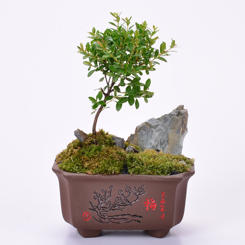 紫砂兰花盆花卉四方花盆 君子兰花菖蒲盆多肉小花盆 陶瓷绿植方盆图片