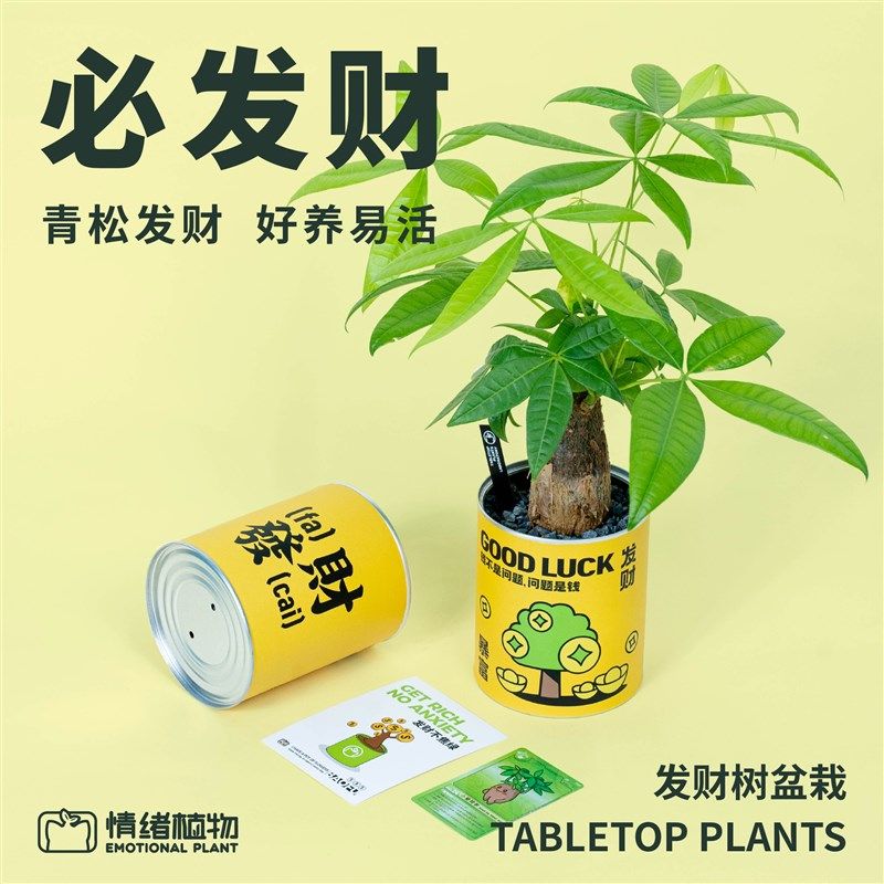 办公室桌面发财树植物水培富贵竹创意盆栽绿植职场教师节送人礼物