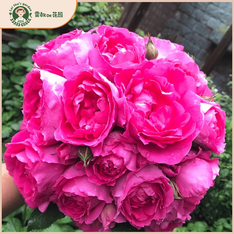 雷叔的花园大游行月季花苗盆栽大花攀援花墙爬藤拱门花架玫瑰花卉