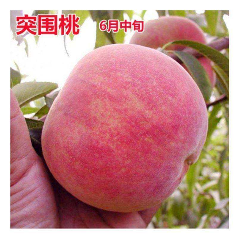 早熟桃树苗正宗突围桃 桃树苗嫁接桃 桃子苗当年结果南方北方种植,农用物资,果树种子/种苗,淘宝优惠券,粉丝福利购,淘宝优惠卷
