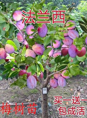新品嫁接法兰西西梅树苗盆栽地栽李子树苗南方北方种植庭院包邮
