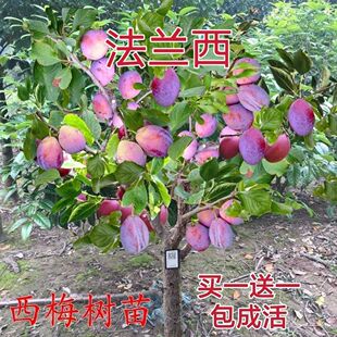 新品嫁接法兰西西梅树苗盆栽地栽李子树苗南方北方种植庭院包邮