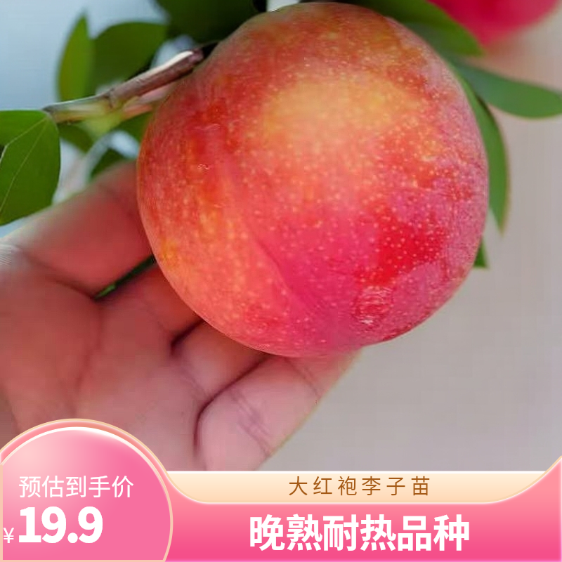 新品种晚熟大红袍李子树苗