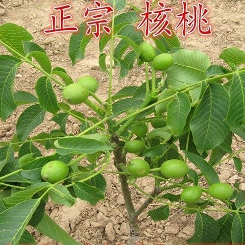 矮化辽核4号四号核桃苗 辽核7