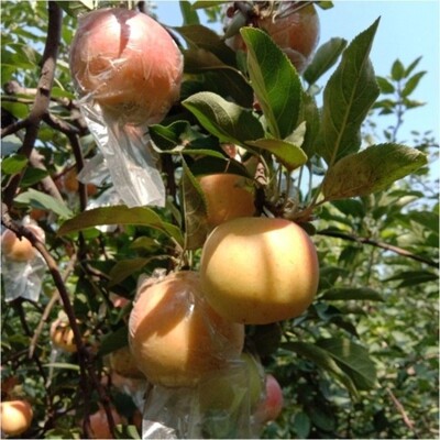 早熟富士苹果树苗烟台红盆