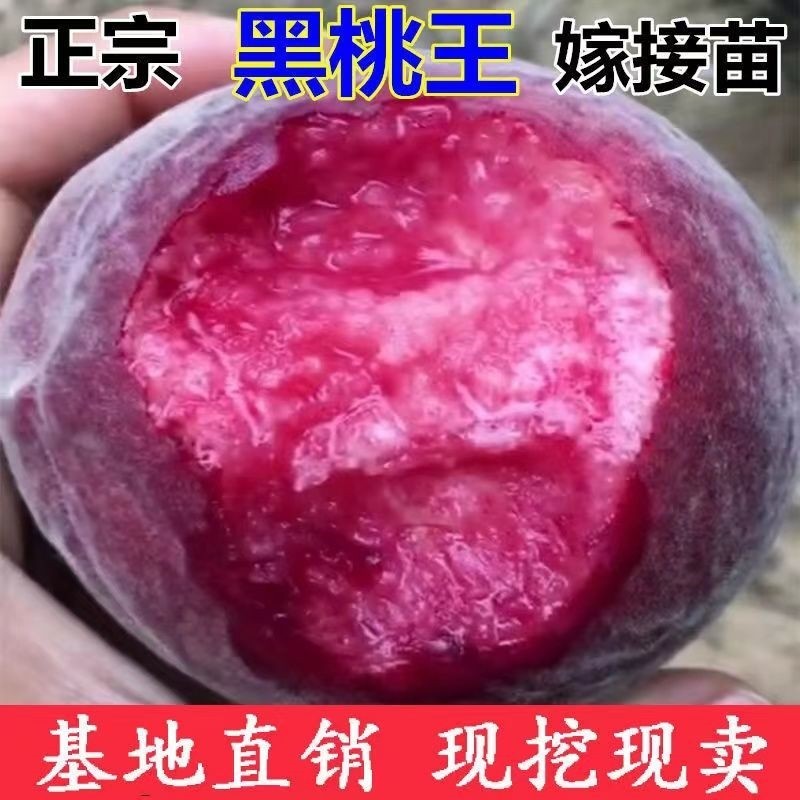桃树苗嫁接新品种中华黑王