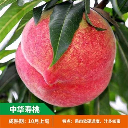 中华大寿桃树苗嫁接新品