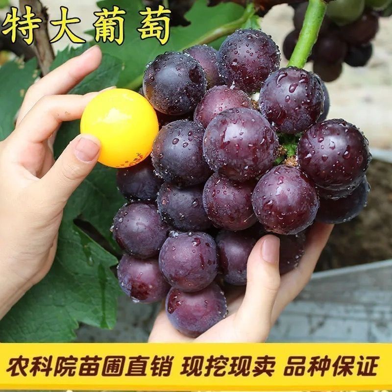 正宗藤稔葡萄特大乒乓球葡萄苗巨葡萄盆栽