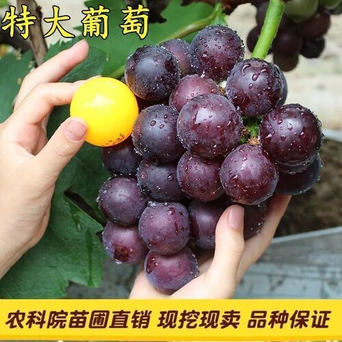 正宗藤稔葡萄特大乒乓球葡萄苗巨峰树苗南北方四季种植葡萄果树苗