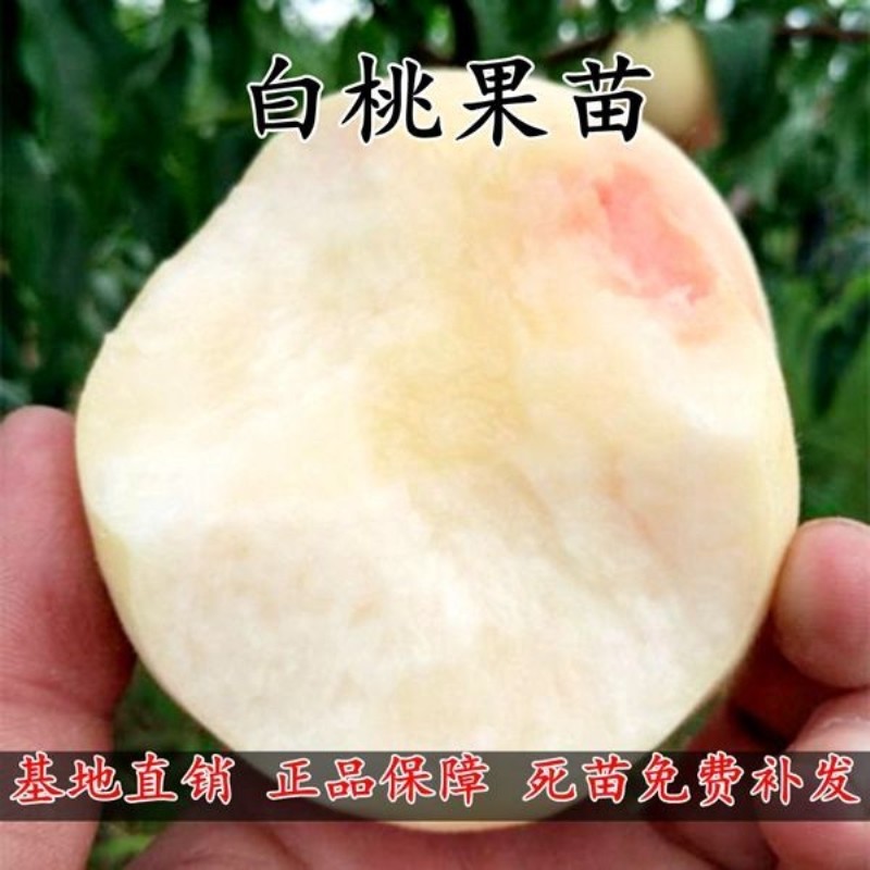 新品种白桃苗良树巨型果嫁