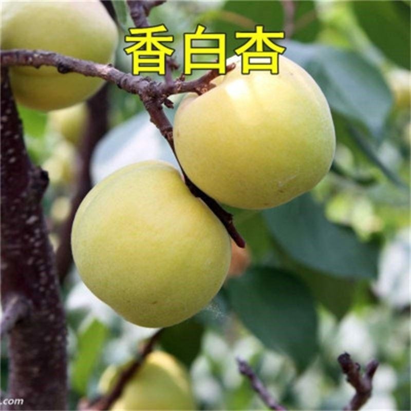 香白杏子树苗真核大嫁接早
