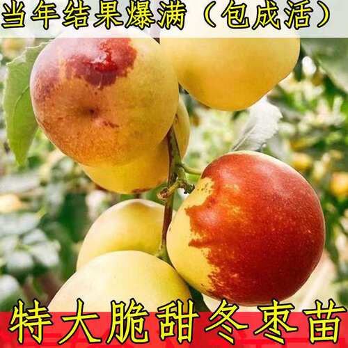 冬枣树苗嫁接特大脆甜冬枣苗当年结果包成活果树苗南北方种植