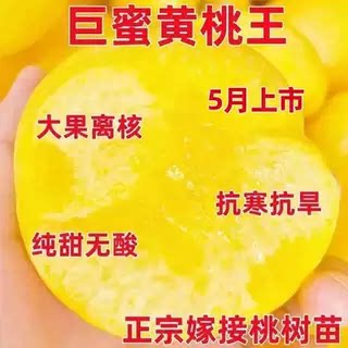 巨蜜黄桃王树苗嫁接新品种桃树苗南北方种植盆栽地栽当年结果果树