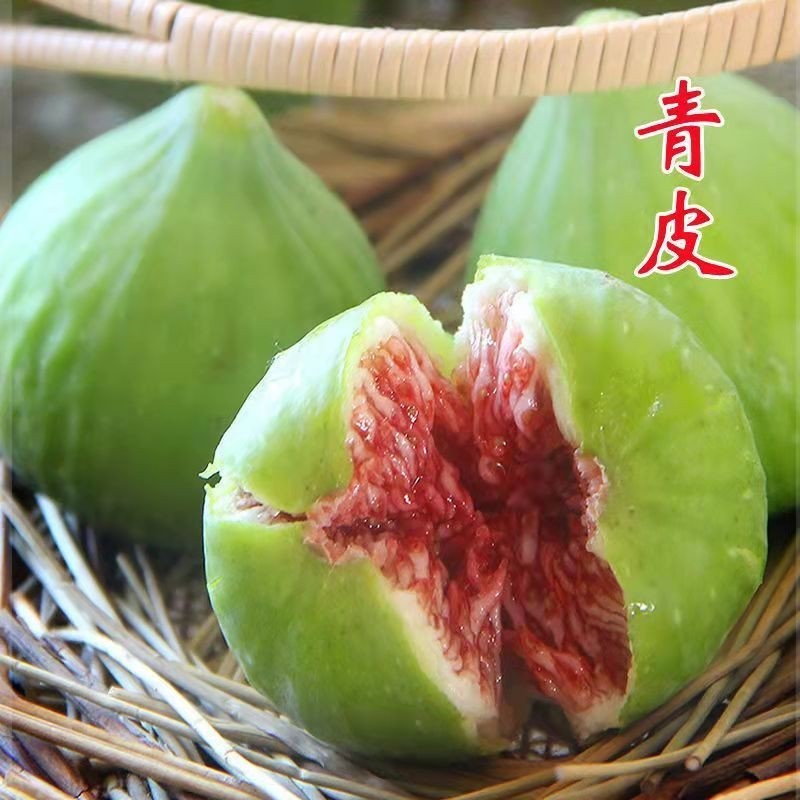 无花果苗威海青皮树盆栽地