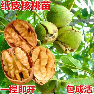 核桃树果苗嫁接薄壳纸皮文玩核桃苗树南北方种植庭院果树当年结果