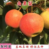 正宗鞍山南果梨树苗 嫁接梨子树苗 南国梨树苗南北方种植当年结果