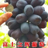 富士之辉葡萄苗 粒大肉甜南北方种植爬藤 裸根果树苗当年结果