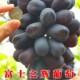 富士之辉葡萄苗 粒大肉甜南北方种植爬藤 裸根果树苗当年结果