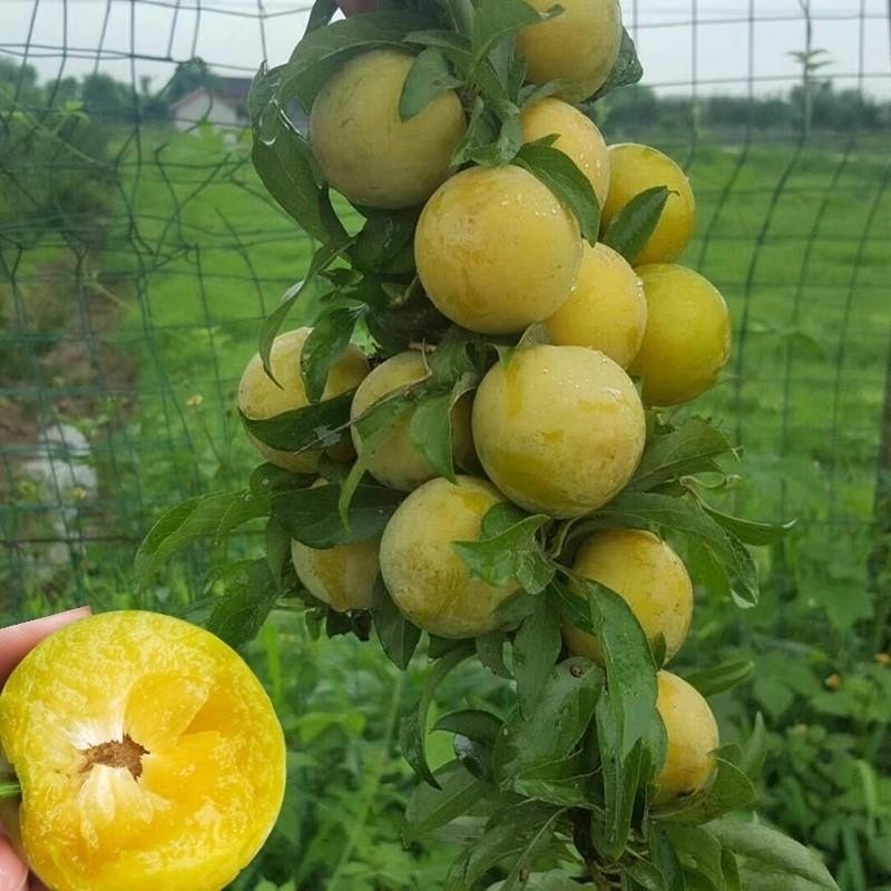 蜂糖李子树苗三华脱骨芙蓉