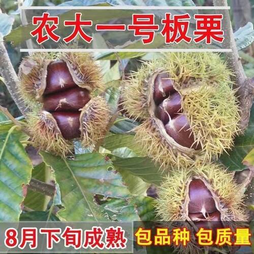 农大一号板栗树苗八月成