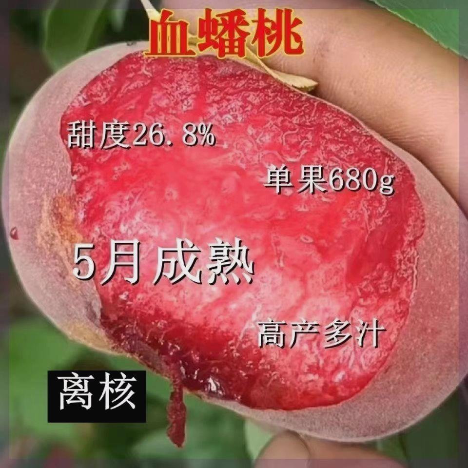 正宗优质嫁接血蟠桃抗寒南