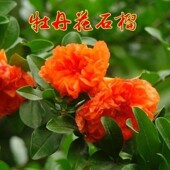 食用石榴果树苗 南方北方种植 观花牡丹石榴树玛瑙石榴苗盆栽地栽