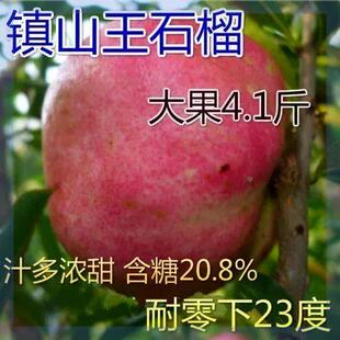 石榴新品种镇山王石榴树苗抗零下23度果41斤浓甜南北方种果