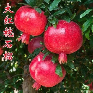 嫁接大红袍软籽石榴苗盆栽地栽石榴树苗果树苗南北方种植当年结果