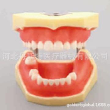 牙齿模型教学模型缺失种植下缺