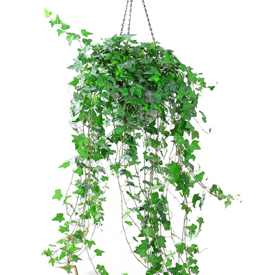 极速金边常春藤盆栽水培花卉植A物室内垂吊兰绿植好养常青长青藤
