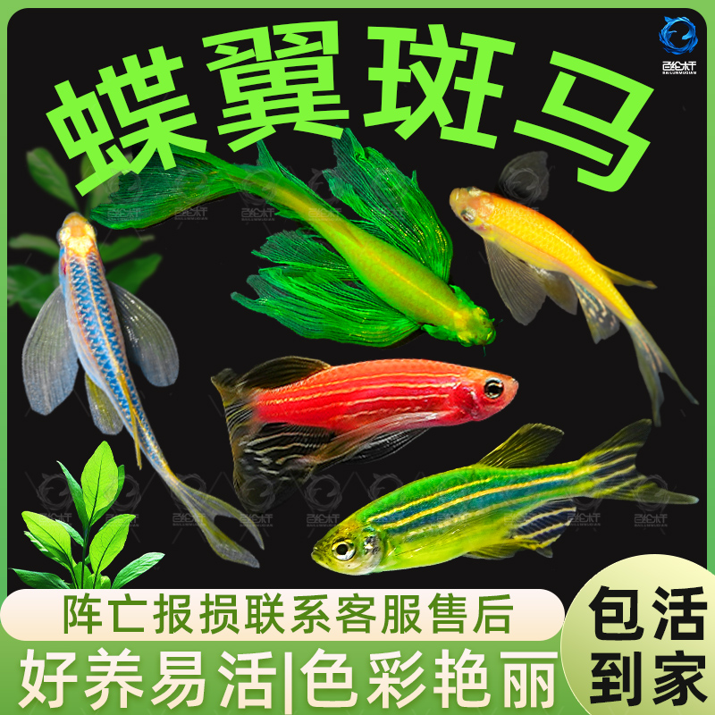 蝶翼斑马鱼热带小型观赏鱼淡水冷水鱼孔雀鱼灯科鱼耐寒好养活体鱼