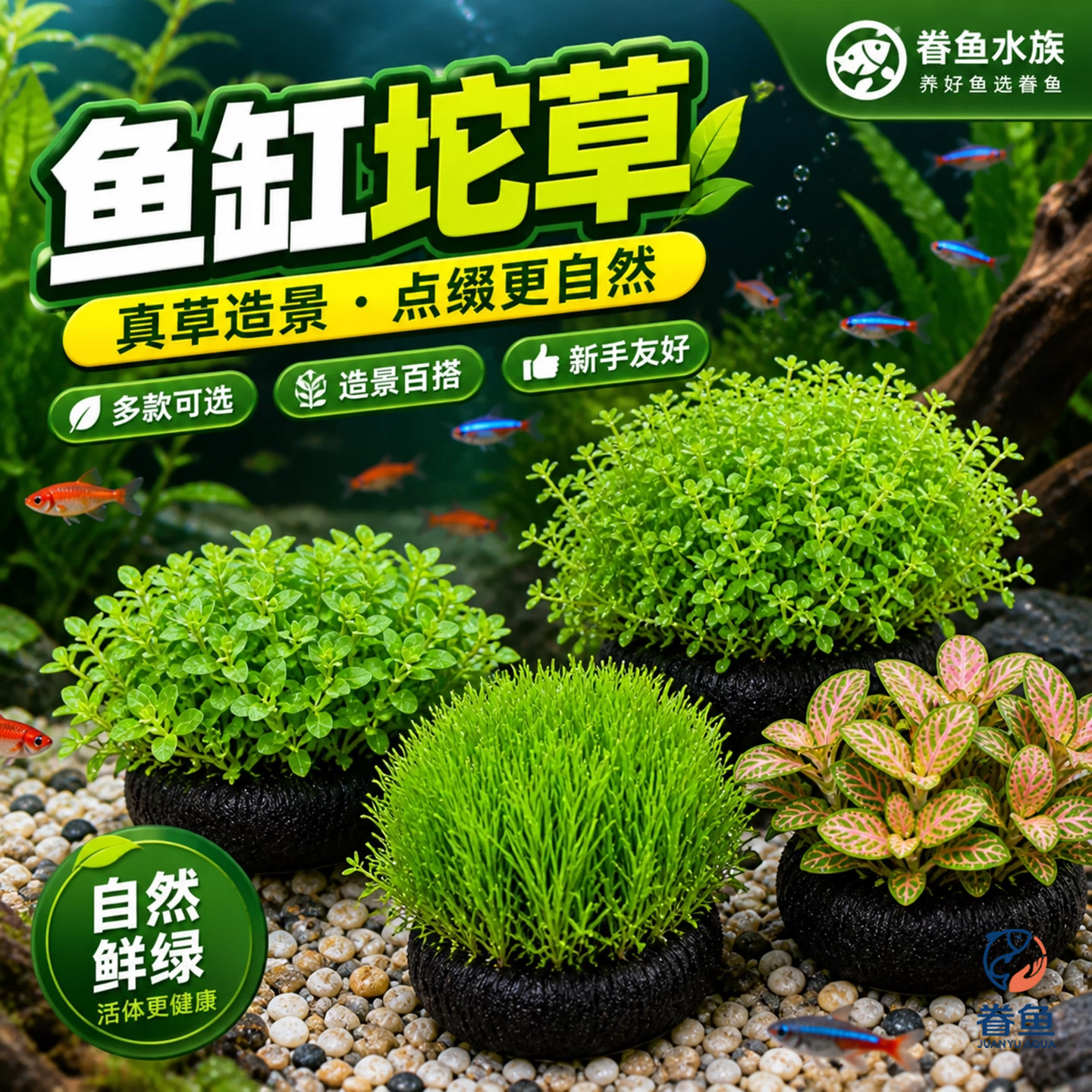 绿菊坨草增氧懒人球形水草一整套斗鱼鱼缸造景无需底砂净化水质