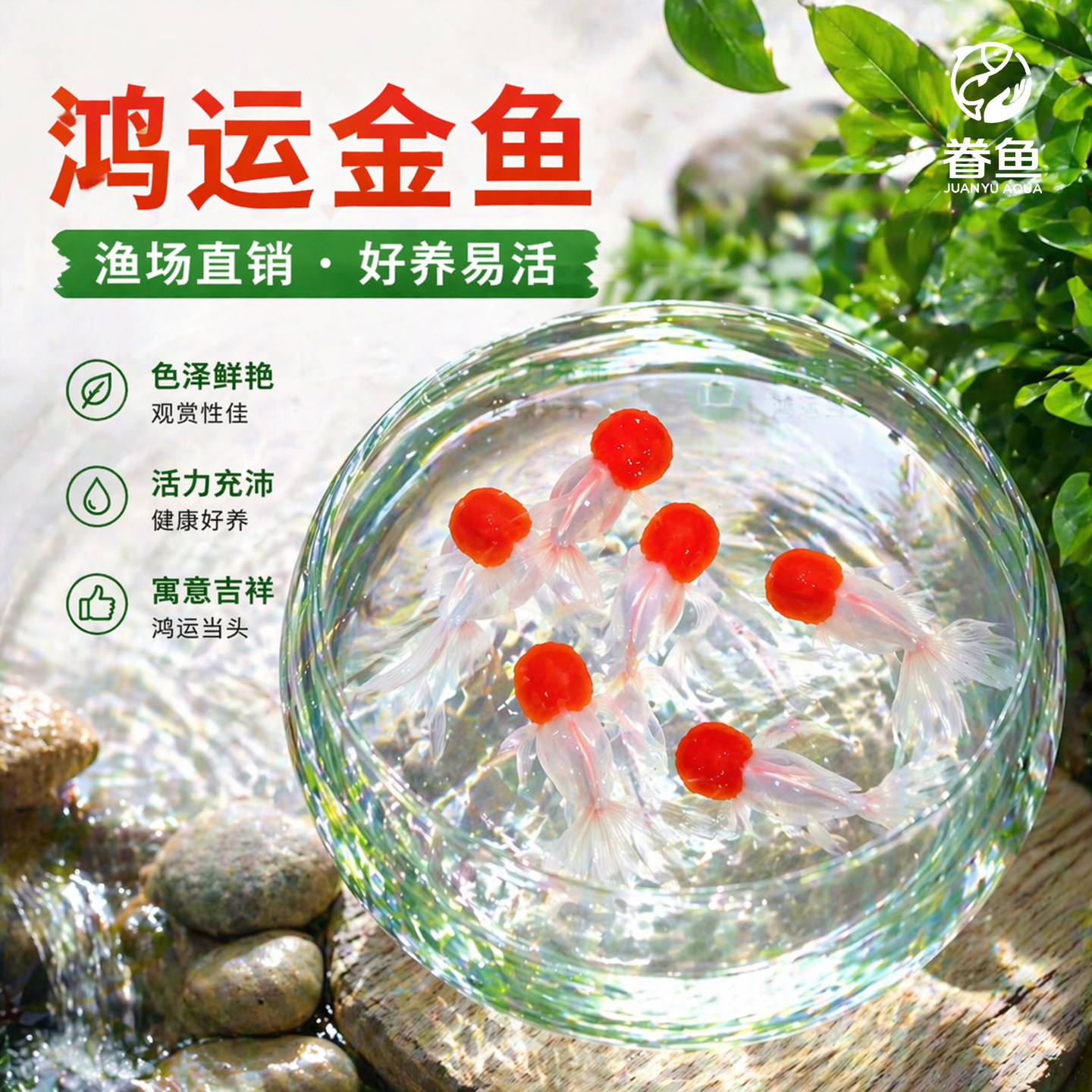 鹤顶红金鱼活鱼观赏鱼小型淡水冷水鱼苗自来水好养耐活鸿运当头鱼