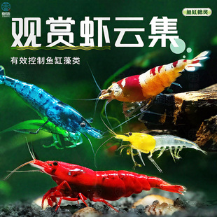 观赏虾除藻虾淡水鲜活黑壳虾清洁鱼耐活好养热带观赏鱼宠物水晶虾