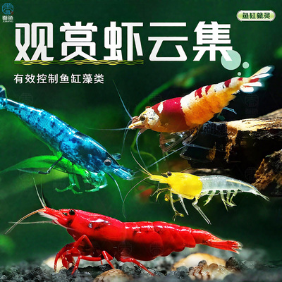 观赏虾除藻虾淡水鲜活黑壳虾清洁鱼耐活好养热带观赏鱼宠物水晶虾